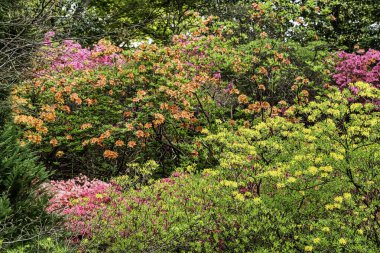 Windsor Büyük Parkı 'ndaki Rododendronlar, Birleşik Krallık