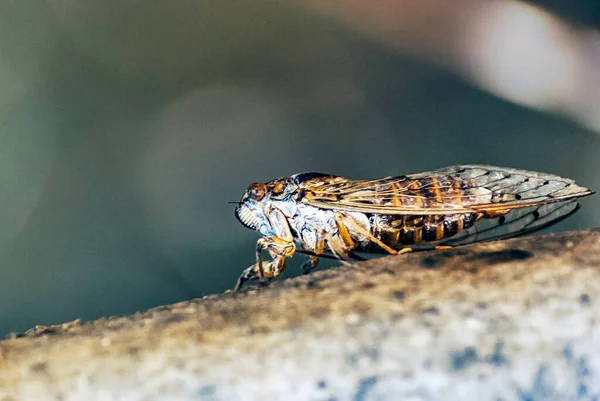 Cretan Cicada Cicada Cretensis Gouves Kréta Řecko — Stock fotografie