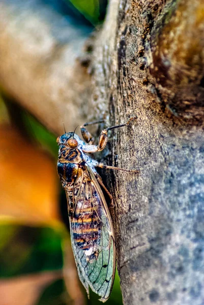 Cretan Cicada Cicada Cretensis Gouves Kréta Řecko — Stock fotografie