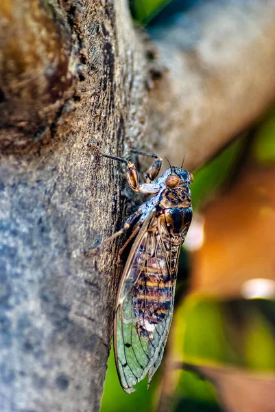 Cretan Cicada Cicada Cretensis Gouves Kréta Řecko — Stock fotografie