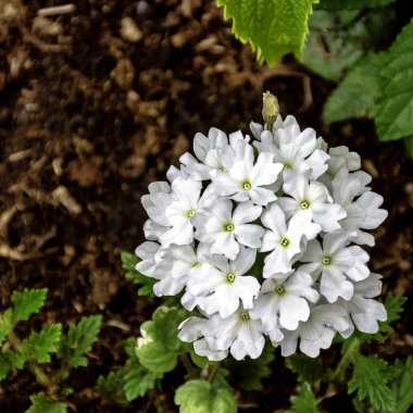 Fransız parkında beyaz verbena