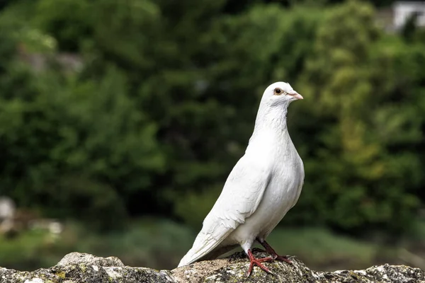 Wild white pigeon on the wall — Stock Photo, Image