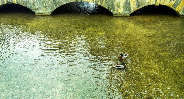 Yaban Ördeği Olarak Bilinen Yaban Ördekleri Anas Platyrhynchos Windrush Nehri — Stok fotoğraf