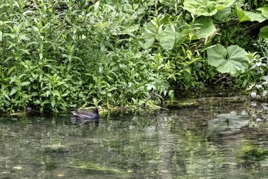 River Coln - Bibury, Gloucestershire, Birleşik Krallık 'ta Avrasya ortak kırları (Gallinula kloropusu) yüzmektedir.