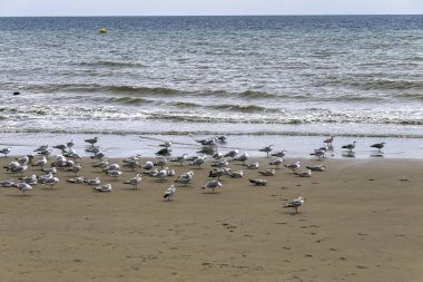 Dymchurch, Kent, Birleşik Krallık sahilinde Avrupa ringa martıları (Larus argentatus) grubu