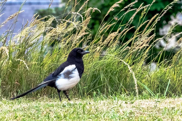 Pica Pica Conhecida Como Eurasian European Common Magpie British Park — Fotografia de Stock