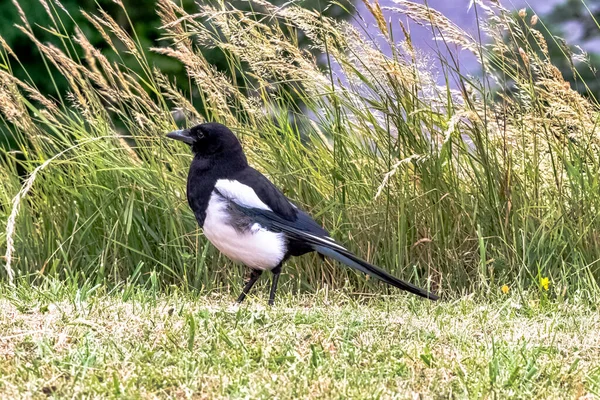 Pica pica known as Eurasian, European or common magpie in British park - Dover, Kent, United Kingdom