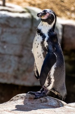 Humboldt pengueni (Spheniscus humboldti), Güney Amerika 'da yaşayan bir penguen türüdür.