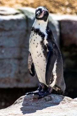 Humboldt pengueni (Spheniscus humboldti), Güney Amerika 'da yaşayan bir penguen türüdür.