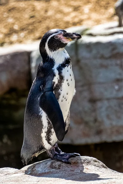 Pingwin Humboldt Spheniscus Humboldti Średniej Wielkości Pingwin Ameryki Południowej — Zdjęcie stockowe