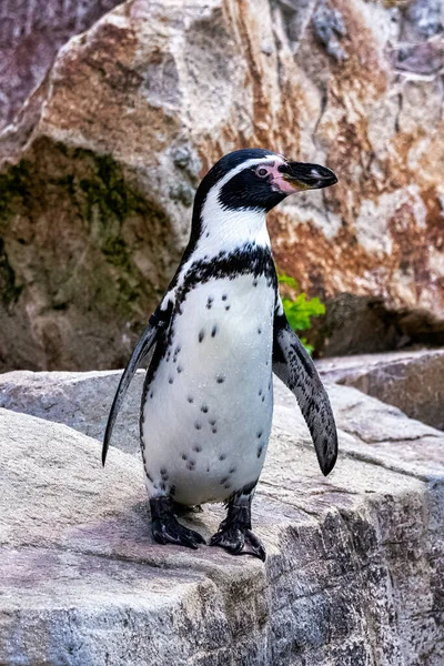 Pingwin Humboldt Spheniscus Humboldti Średniej Wielkości Pingwin Ameryki Południowej — Zdjęcie stockowe