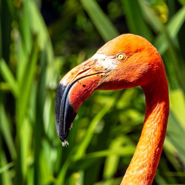 Amerikan ya da Karayip flamingosu olarak bilinen Phoenicopterus ruber - Zapata Yarımadası / Zapata Bataklığı, Küba