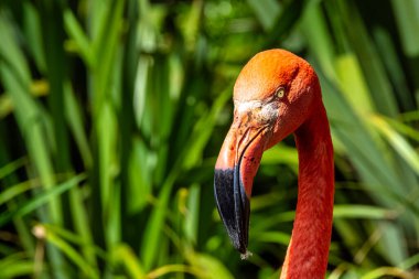 Amerikan ya da Karayip flamingosu olarak bilinen Phoenicopterus ruber - Zapata Yarımadası / Zapata Bataklığı, Küba