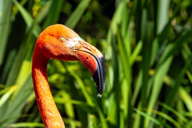 Amerikan ya da Karayip flamingosu olarak bilinen Phoenicopterus ruber - Zapata Yarımadası / Zapata Bataklığı, Küba