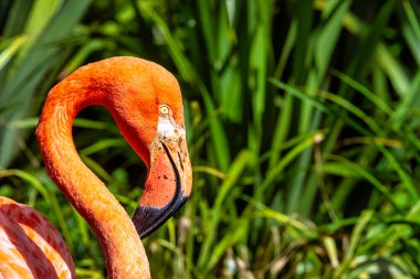 Amerikan ya da Karayip flamingosu olarak bilinen Phoenicopterus ruber - Zapata Yarımadası / Zapata Bataklığı, Küba