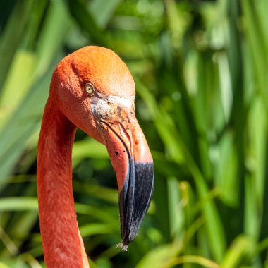 Amerikan ya da Karayip flamingosu olarak bilinen Phoenicopterus ruber - Zapata Yarımadası / Zapata Bataklığı, Küba