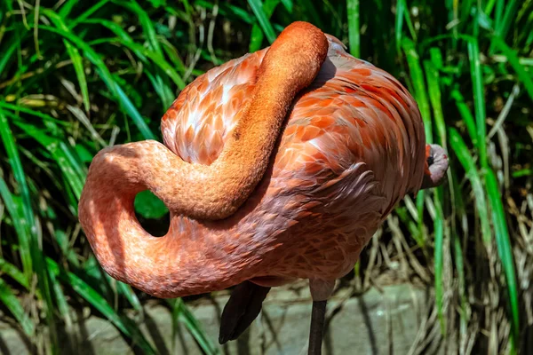 Fenicopterus Ruber Znany Jako Flaming Amerykański Lub Karaibski Półwysep Zapata — Zdjęcie stockowe