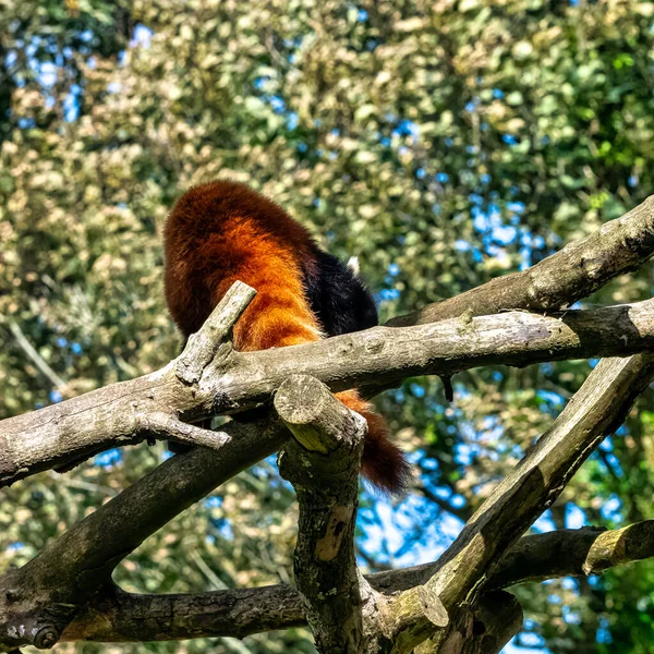 Red Panda Ailurus Fulgens Known Lesser Panda Red Bear Cat — Stock Photo, Image