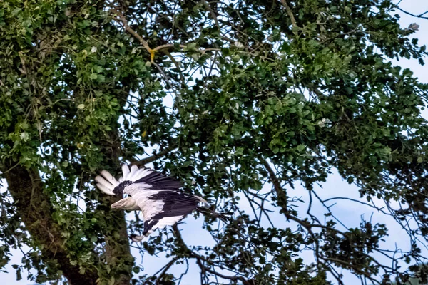 Abutre Palmeira Voador Gypohierax Angolensis Conhecido Como Águia Vulturina — Fotografia de Stock