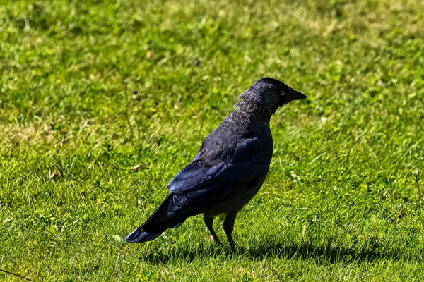 Coloeus Monedula Известный Евразийская Европейская Западная Jackdaw Дувр Кент Великобритания — стоковое фото