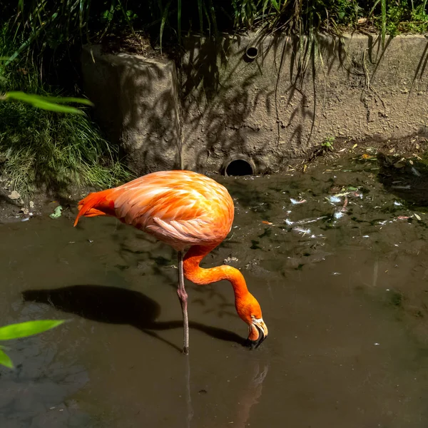 Phoenicopterus Ruber Bekend Als Amerikaanse Caribische Flamingo Peninsula Zapata Zapata — Stockfoto