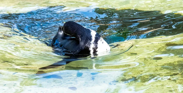 Zwemhumboldtpinguïn Spheniscus Humboldti Een Middelgrote Pinguïn Uit Zuid Amerika — Stockfoto