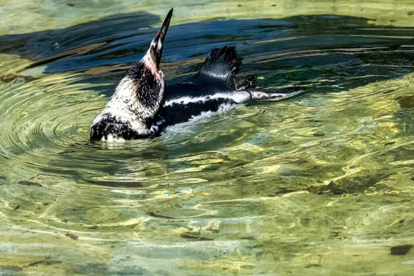 Pingwin Humboldt Spheniscus Humboldti Jest Średniej Wielkości Pingwinem Ameryki Południowej — Zdjęcie stockowe