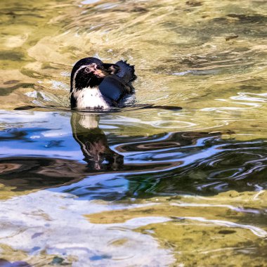 Humboldt pengueni (Spheniscus humboldti), Güney Amerika 'da yaşayan bir penguen türüdür.