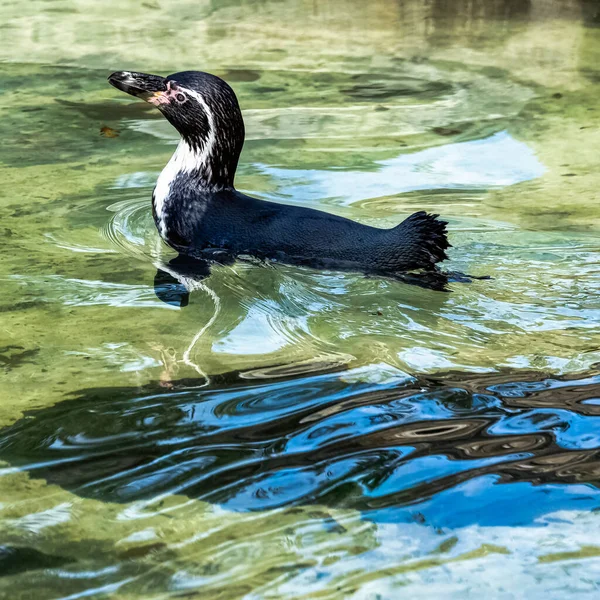 Swimming Humboldt Penguin Spheniscus Humboldti Medium Sized Penguin South America — Stock Photo, Image