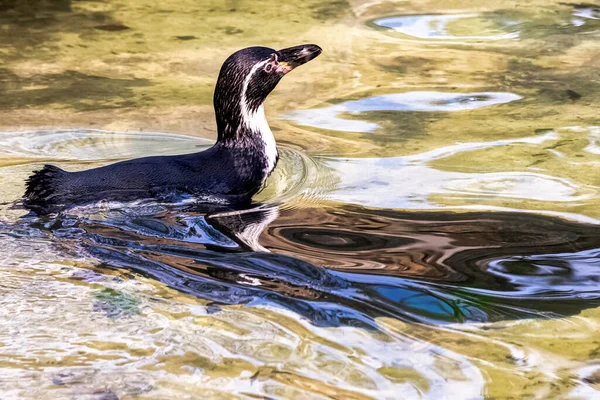 Swimming Humboldt Penguin Spheniscus Humboldti Medium Sized Penguin South America — Stock Photo, Image