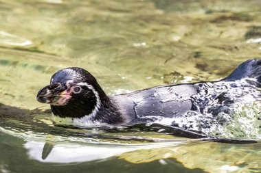 Humboldt pengueni (Spheniscus humboldti), Güney Amerika 'da yaşayan bir penguen türüdür.