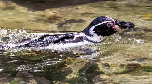 Zwemhumboldtpinguïn Spheniscus Humboldti Een Middelgrote Pinguïn Uit Zuid Amerika — Stockfoto