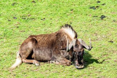 Siyah antilop (Connochaetes gnou) beyaz kuyruklu gnu olarak bilinir - Zebra Dağı Ulusal Parkı, Güney Afrika