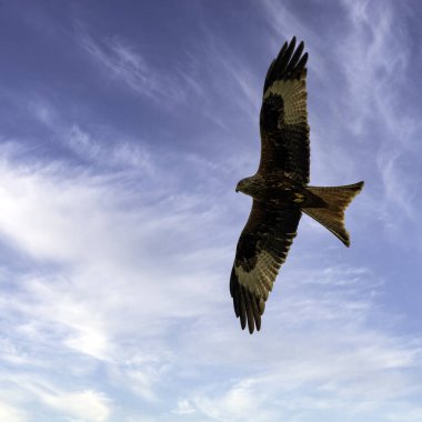 İngiliz gökyüzünde Uçan Kızıl Uçurtma (Milvus milvus)