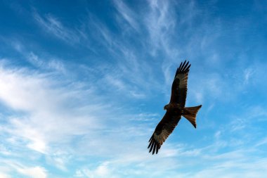 İngiliz gökyüzünde Uçan Kızıl Uçurtma (Milvus milvus)