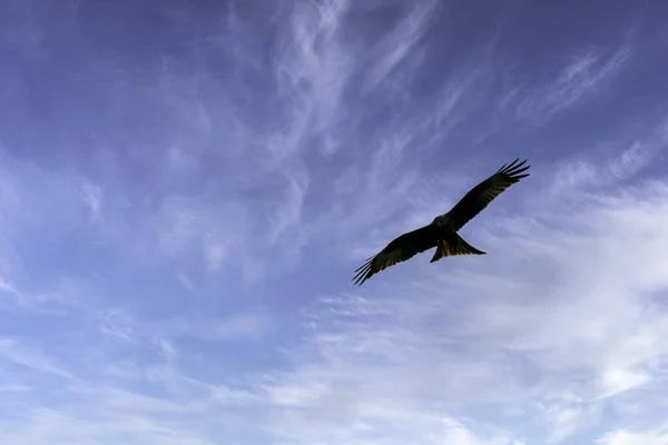Πετώντας Κόκκινο Χαρταετό Milvus Milvus Στον Βρετανικό Ουρανό — Φωτογραφία Αρχείου