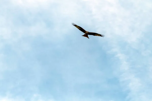 Літаючий Червоний Змій Milvus Milvus Британському Небі — стокове фото