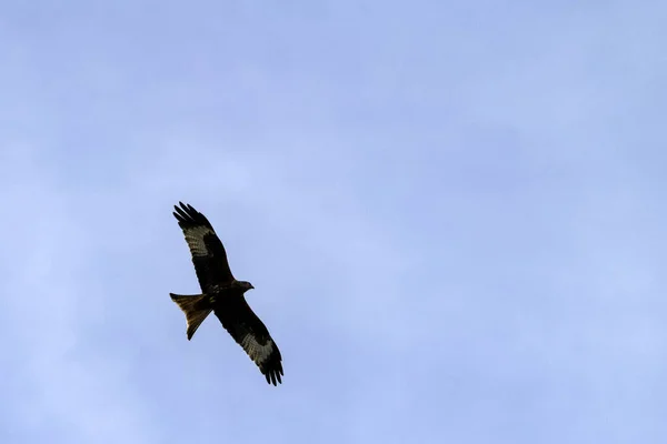 Flying Red Kite Milvus Milvus British Sky — ストック写真