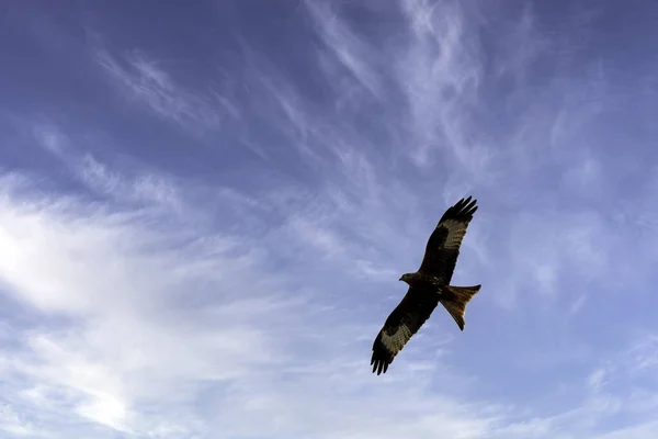 Flying Red Kite Milvus Milvus British Sky — 图库照片