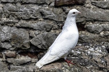 Chepstow, Monmouthshire, Galler, Birleşik Krallık 'ta duvardaki vahşi beyaz güvercin.