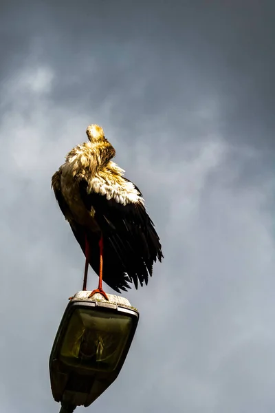 Dospělý Čáp Bílý Ciconia Ciconia Pouliční Lampě Choczewo Pomerania Polsko — Stock fotografie