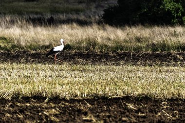 Yetişkin beyaz leylek (Ciconia ciconia) bir lokanta arıyor - Choczewo, Pomerania, Polonya