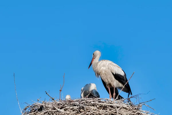 White Stork Ciconia Ciconia Family Nest Werzchucino Pomerania Poland — Stock Photo, Image