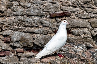 Chepstow, Monmouthshire, Galler, Birleşik Krallık 'ta duvardaki vahşi beyaz güvercin.