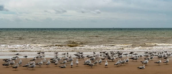 Grupa Mew Śledzia Europejskiego Larus Argentatus Plaży Dymchurch Kent Zjednoczone — Zdjęcie stockowe