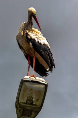 White stork (Ciconia ciconia) on the street lamp - Choczewo, Pomerania, Poland