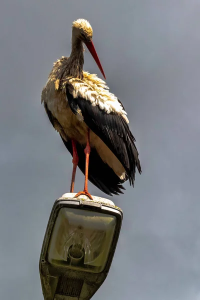 Λευκός Πελαργός Ciconia Ciconia Στο Φανό Του Δρόμου Choczewo Pomerania — Φωτογραφία Αρχείου