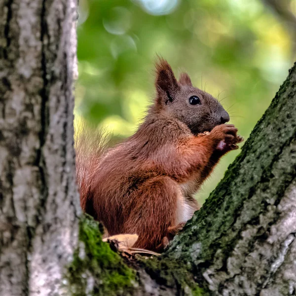 Wildes Eurasisches Rotes Eichhörnchen Sciurus Vulgaris Auf Dem Baum Kampinos — Stockfoto