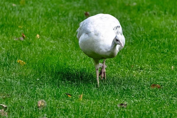 Leucistic Indian Peacock Polish Park Warsaw Poland — Stock Photo, Image