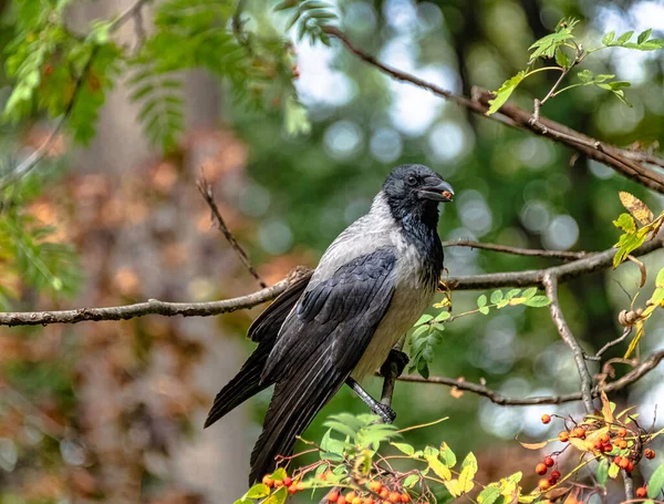 Cuervo Encapuchado Corvus Cornix También Conocido Como Cuervo Escaldado Sudadera —  Fotos de Stock